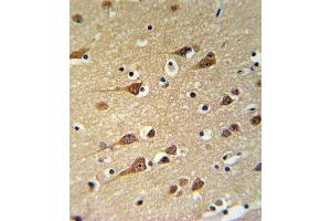 GOT1 Antibody (C-term) (ABIN650770 and ABIN2839551) IHC analysis in formalin fixed and paraffin embedded brain tissue followed by peroxidase conjugation of the secondary antibody and DAB staining. (GOT1 antibody  (C-Term))