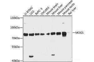 Western blot analysis of extracts of various cell lines using MOGS Polyclonal Antibody at dilution of 1:3000. (GCS1 antibody)