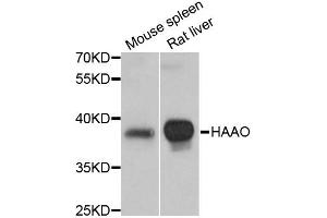 Western blot analysis of extracts of various cell lines, using HAAO antibody (ABIN1872933) at 1:3000 dilution. (HAAO antibody)