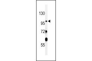 Western blot analysis of SAC2 Antibody (N-term) (ABIN650930 and ABIN2839999) in WiDr cell line lysates (35 μg/lane). (VPS52 antibody  (N-Term))
