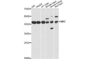 Western blot analysis of extracts of various cell lines, using MRI1 antibody (ABIN6293287) at 1:3000 dilution. (MRI1 antibody)