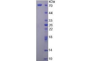 SDS-PAGE analysis of Secretogranin II Protein. (SCG2 Protein)