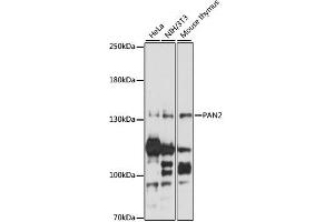 Western blot analysis of extracts of various cell lines, using PAN2 antibody (ABIN6293679) at 1:1000 dilution.
