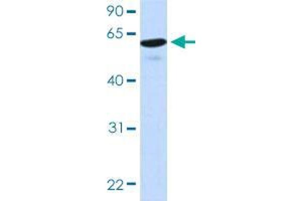 HIC2 antibody  (AA 395-444)