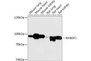 Western blot analysis of extracts of various cell lines, using RHBDF1 antibody (ABIN7269977) at 1:1000 dilution. (RHBDF1 antibody  (AA 200-400))