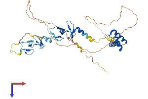 LHX4 Protein (AA 1-390) (His tag)
