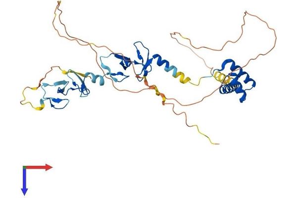 LHX4 Protein (AA 1-390) (His tag)
