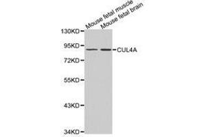 Western Blotting (WB) image for anti-Cullin 4A (CUL4A) antibody (ABIN1872121) (Cullin 4A antibody)