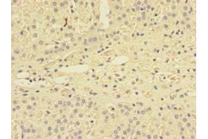 Immunohistochemistry of paraffin-embedded human adrenal gland tissue using ABIN7166112 at dilution of 1:100 (SHISA5 antibody  (AA 56-137))