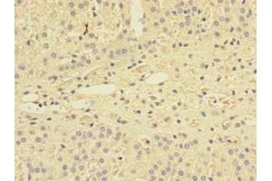 Immunohistochemistry of paraffin-embedded human adrenal gland tissue using ABIN7166112 at dilution of 1:100