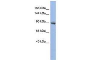 Image no. 1 for anti-Zinc Finger Protein 546 (ZNF546) (AA 143-192) antibody (ABIN6742667) (ZNF546 antibody  (AA 143-192))