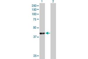 Western Blot analysis of NECAB1 expression in transfected 293T cell line by NECAB1 MaxPab polyclonal antibody. (NECAB1 antibody  (AA 1-351))