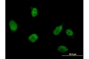 Immunofluorescence of purified MaxPab antibody to RUVBL2 on HeLa cell. (RUVBL2 antibody  (AA 1-463))