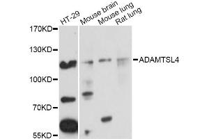 Western blot analysis of extracts of various cell lines, using ADAMTSL4 Antibody (ABIN5972752) at 1/1000 dilution.