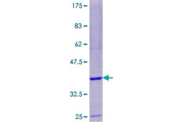 ARPC4 Protein (AA 1-78) (GST tag)