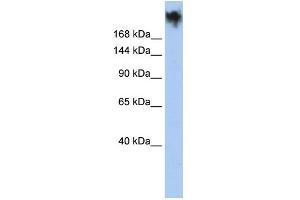PKDREJ antibody  (Middle Region)