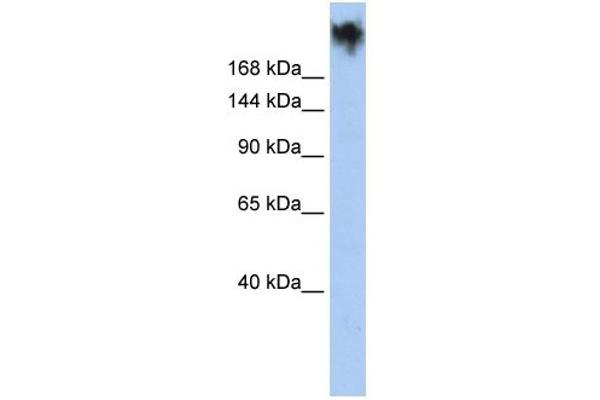 PKDREJ antibody  (Middle Region)