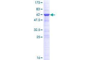 DNAJC8 Protein (AA 1-253) (GST tag)