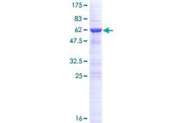 DNAJC8 Protein (AA 1-253) (GST tag)