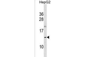 OOSP1 Antibody (C-term) (ABIN1537614 and ABIN2850405) western blot analysis in HepG2 cell line lysates (35 μg/lane). (Oosp1 antibody  (C-Term))