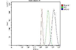 anti-Adaptor-Related Protein Complex 2, alpha 2 Subunit (AP2A2) (AA 686-825) antibody