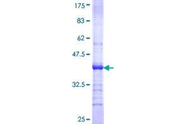 MGAT4A Protein (AA 436-535) (GST tag)
