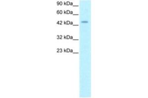 Western Blotting (WB) image for anti-Homeobox D3 (HOXD3) antibody (ABIN2460334) (HOXD3 antibody)