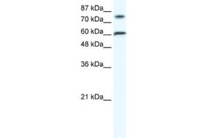 Western Blotting (WB) image for anti-Zinc Finger Protein 768 (ZNF768) antibody (ABIN2460755) (ZNF768 antibody)