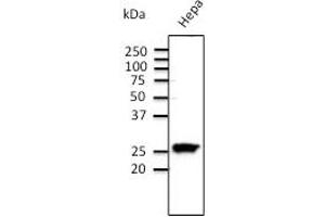 Anti-Rab11 Ab  at 1/500 dilution;  Hepa cell line at 100 µg per lane; rabbit polyclonal to goat lgG (HRP) at 1/10. (RAB11A antibody  (C-Term))