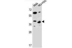 Western blot analysis of LRRC67 Antibody (C-term) in A549,NCI-H292 cell line lysates (35ug/lane). (PPP1R42 antibody  (C-Term))