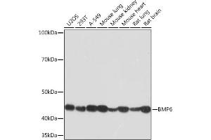 Western blot analysis of extracts of various cell lines, using BMP6 Rabbit mAb (ABIN7265900) at 1:1000 dilution. (BMP6 antibody)