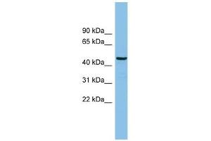 HS1BP3 antibody used at 1 ug/ml to detect target protein.