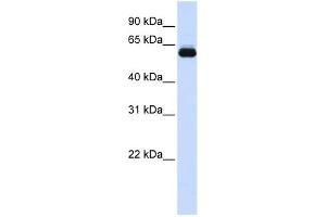 WB Suggested Anti-TRIM60 Antibody Titration:  0. (TRIM60 antibody  (N-Term))