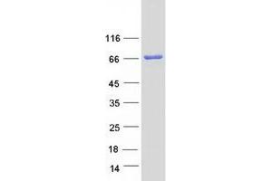 Validation with Western Blot (Acox2 Protein (Myc-DYKDDDDK Tag))