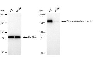 Western blotting analysis using Diaphanous related formin 1 antibody (ABIN7798330).