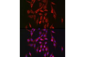 Immunofluorescence analysis of NIH/3T3 cells using PRK Rabbit pAb (ABIN6129908, ABIN6146179, ABIN6146181 and ABIN6222702) at dilution of 1:150 (40x lens). (PRKAB2 antibody  (AA 1-272))