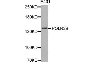 Western Blotting (WB) image for anti-Polymerase (RNA) II (DNA Directed) Polypeptide B, 140kDa (POLR2B) antibody (ABIN1876957) (POLR2B antibody)