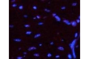 Immunofluorescence analysis of Mouse heart tissue using Luciferase Monoclonal Antibody at dilution of 1:200. (Luciferase antibody)