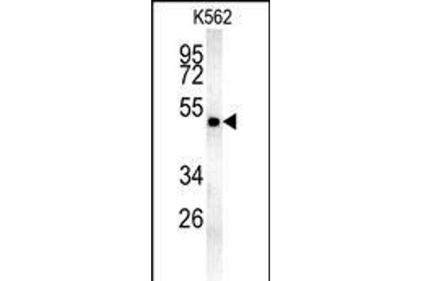 MINPP1 antibody  (N-Term)