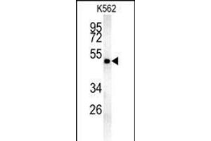 MIN Antibody (N-term) (ABIN654085 and ABIN2843973) western blot analysis in K562 cell line lysates (35 μg/lane). (MINPP1 antibody  (N-Term))