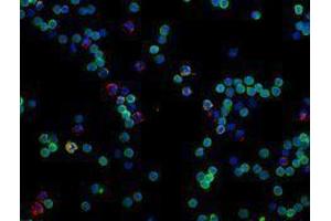 Immunofluorescence (IF) image for anti-CD14 (CD14) antibody (Alexa Fluor 594) (ABIN2656817) (CD14 antibody  (Alexa Fluor 594))