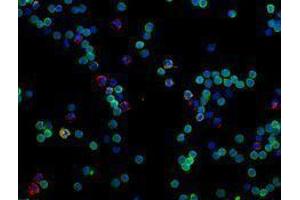 Immunofluorescence (IF) image for anti-CD14 (CD14) antibody (Alexa Fluor 594) (ABIN2656817) (CD14 antibody  (Alexa Fluor 594))
