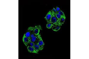 Confocal immunofluorescent analysis of PON2 Antibody (Center) (ABIN651946 and ABIN2840470) with HepG2 cell followed by Alexa Fluor 488-conjugated goat anti-rabbit lgG (green). (PON2 antibody  (AA 74-101))