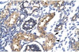Immunohistochemical staining (Formalin-fixed paraffin-embedded sections) of human kidney with EHF polyclonal antibody  at 4-8 ug/mL working concentration. (EHF antibody  (N-Term))