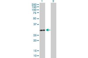 Western Blot analysis of GTF2H3 expression in transfected 293T cell line by GTF2H3 MaxPab polyclonal antibody. (GTF2H3 antibody  (AA 1-308))