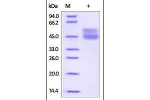 SDS-PAGE (SDS) image for CD3 epsilon (CD3E) (AA 23-126) (Active) protein (His tag,Fc Tag) (ABIN2180738)