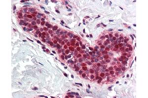 Anti-PCNA antibody IHC of human breast. (PCNA antibody  (Internal Region))