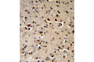 TPH2 Antibody (Center) (ABIN653124 and ABIN2842704) IHC analysis in formalin fixed and paraffin embedded mouse brain followed by peroxidase conjugation of the secondary antibody and DAB staining. (Tryptophan Hydroxylase 2 antibody  (AA 168-193))