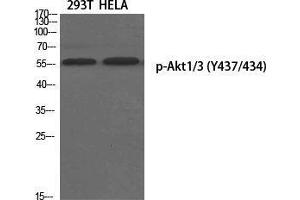 Western Blot (WB) analysis of specific cells using Phospho-Akt1/3 (Y437/434) Polyclonal Antibody. (AKT1/3 (pTyr434), (pTyr437) antibody)