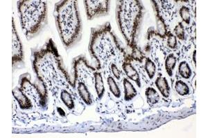 IHC testing of FFPE mouse intestine tissue with Musashi antibody at 1ug/ml. (MSI1 antibody  (AA 21-54))